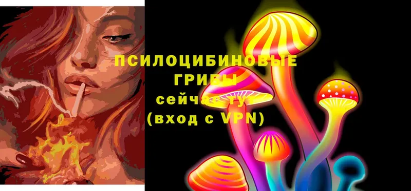 Псилоцибиновые грибы Psilocybe  Шелехов 